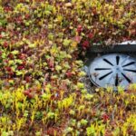 Grønne tage – natur på taget