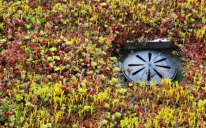 Grønne tage – natur på taget